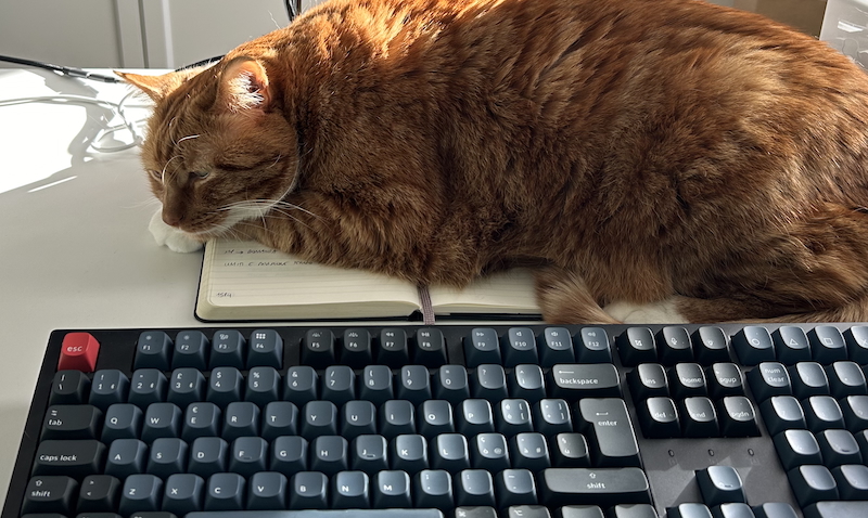 Una tastiera meccanica e un gatto sdraiato lì accanto